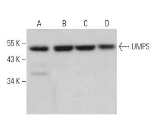UMPS Antibody (A-9) - Western Blotting - Image 372449
