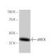 uMtCK Antibody (25-L) - Western Blotting - Image 53850