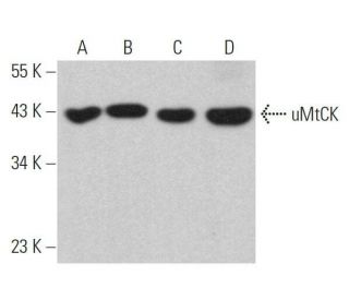 uMtCK Antibody (C-4) - Western Blotting - Image 359102 