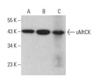 uMtCK Antibody (C-8) - Western Blotting - Image 381838 