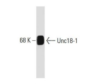 Unc18-1 Antibody (31) - Western Blotting - Image 127466