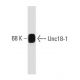 Unc18-1 Antibody (31) - Western Blotting - Image 127466