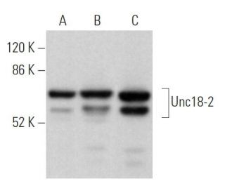 Unc18-2 Antibody (B-2) - Western Blotting - Image 364268 