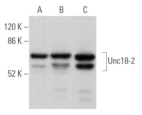 Unc18-2 Antibody (B-2) | SCBT - Santa Cruz Biotechnology