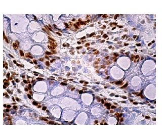 Unc18-3 Antibody (H-7) - Immunohistochemistry - Image 159237 