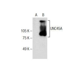 UNC45A Antibody (F-7) - Western Blotting - Image 286928 