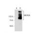 UNC45A Antibody (F-7) - Western Blotting - Image 286928 