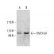 UNC45A Antibody (F-7) - Western Blotting - Image 381293