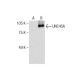 UNC45A Antibody (H-1) - Western Blotting - Image 286875