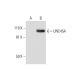 UNC45A Antibody (H-1) - Western Blotting - Image 295831 