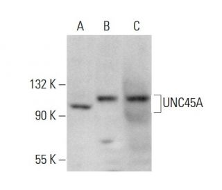 UNC45A Antibody (H-1) - Western Blotting - Image 377414 