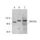 UNC45A Antibody (H-1) - Western Blotting - Image 377414 