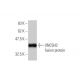 UNC5H2 Antibody (1A9) - Western Blotting - Image 350354