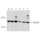 western blotting image from recommended UNC5H3 (F-4) monoclonal antibody replacement. Image 356976