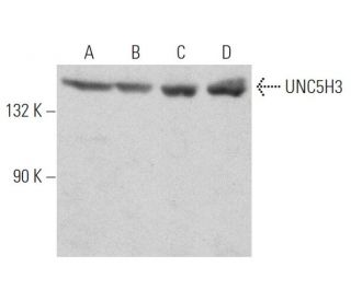 UNC5H3 Antibody (F-4) - Western Blotting - Image 363241