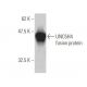 UNC5H4 Antibody (4G3) - Western Blotting - Image 350333