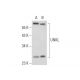 UNKL Antibody (F-8) - Western Blotting - Image 308132