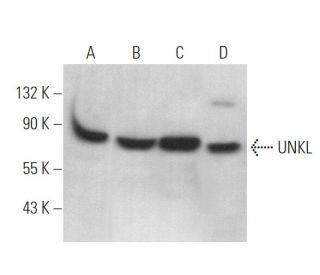UNKL Antibody (F-8) - Western Blotting - Image 375007 