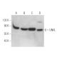 UNKL Antibody (F-8) - Western Blotting - Image 375007 