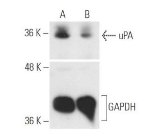 uPA siRNA (h): sc-36779. Western blot analysis of uPA expression in non-transfected control (A) and uPA siRNA transfected 