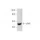 uPAR Antibody (10G7) - Western Blotting - Image 11804 