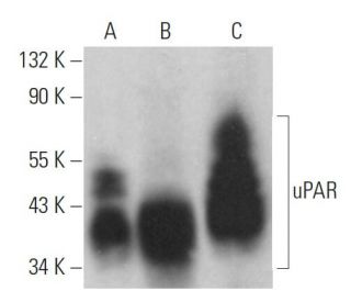 uPAR Antibody (E-3) - Western Blotting - Image 379356 