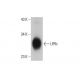 UPIb Antibody (1E1) - Western Blotting - Image 384251 