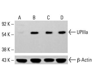 UPIIIa Antibody (C-6) - Western Blotting - Image 413795 