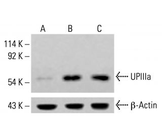 UPIIIa Antibody (C-6) - Western Blotting - Image 413794