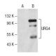 URG4 Antibody (E-2) - Western Blotting - Image 160680