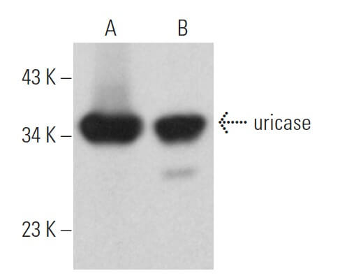 uricase Antibody (C-11) | SCBT - Santa Cruz Biotechnology