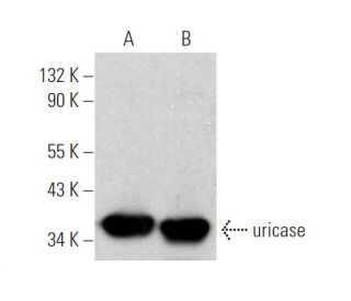 uricase Antibody (C-11) - Western Blotting - Image 374345 
