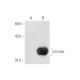 uricase Antibody (F-7) - Western Blotting - Image 66029