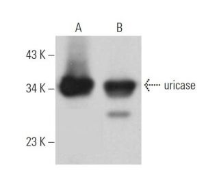 uricase Antibody (F-7) - Western Blotting - Image 365626 