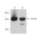 uricase Antibody (F-7) - Western Blotting - Image 365626 