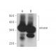 uricase Antibody (F-7) - Western Blotting - Image 374344 