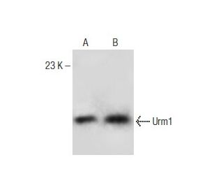 Urm1 Antibody (A-7) - Western Blotting - Image 151039 