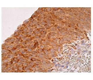 UROD Antibody (C-4) - Immunohistochemistry - Image 161018 