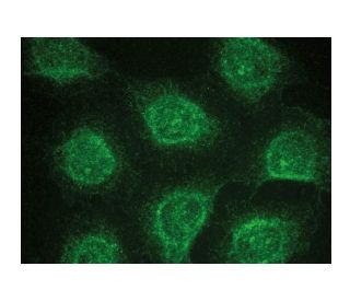 UROD Antibody (G-7) - Immunofluorescence - Image 149387 