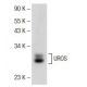 UROS Antibody (A-8) - Western Blotting - Image 145676