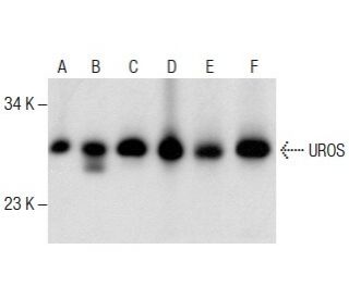 UROS Antibody (A-8) - Western Blotting - Image 287182 