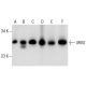 UROS Antibody (A-8) - Western Blotting - Image 287182 