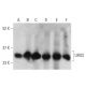 UROS Antibody (A-8) - Western Blotting - Image 398080 