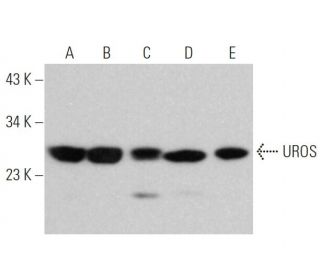 UROS Antibody (G-9) - Western Blotting - Image 370821 