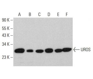 UROS Antibody (G-9) - Western Blotting - Image 384399