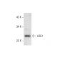 USE1 Antibody (D-1) - Western Blotting - Image 303762