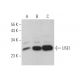 USE1 Antibody (D-1) - Western Blotting - Image 372391 