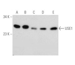 USE1 Antibody (D-1) - Western Blotting - Image 388990 