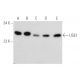 USE1 Antibody (D-1) - Western Blotting - Image 388990 
