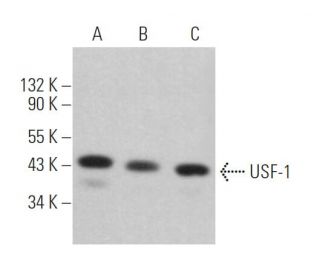 USF-1 Antibody (G-2) - Western Blotting - Image 361904 